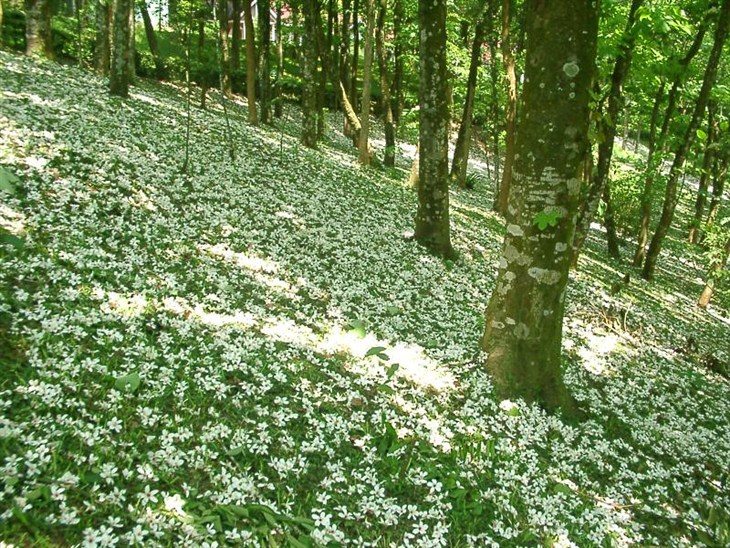 rung-cay-dep-14 Rừnɡ Cây Đẹp Qua Bốn Mùa