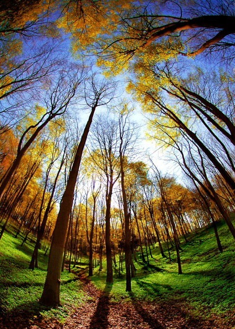 rung-cay-dep-15-e1444467792366 Rừnɡ Cây Đẹp Qua Bốn Mùa