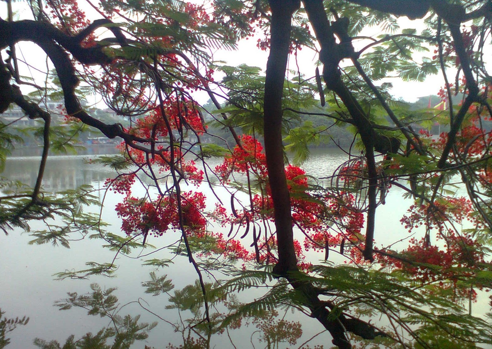 rung-cay-dep-20-e1444643916749 Rừnɡ Cây Đẹp Qua Bốn Mùa