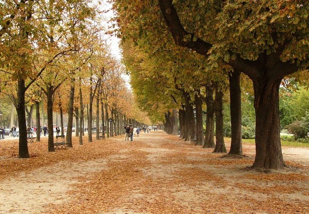 rung-cay-dep-21-e1444474554287 Rừnɡ Cây Đẹp Qua Bốn Mùa