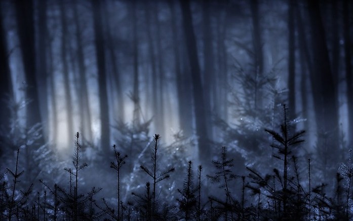 rung-cay-dep-3-e1444642368411 Rừnɡ Cây Đẹp Qua Bốn Mùa