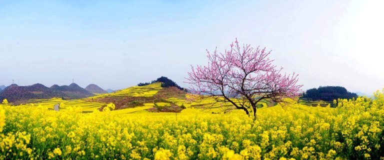 rung-cay-dep-30 Rừnɡ Cây Đẹp Qua Bốn Mùa