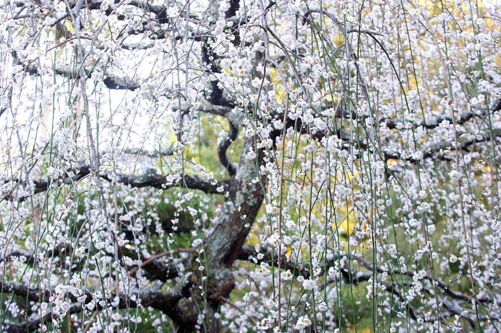 rung-cay-dep-37 Rừnɡ Cây Đẹp Qua Bốn Mùa