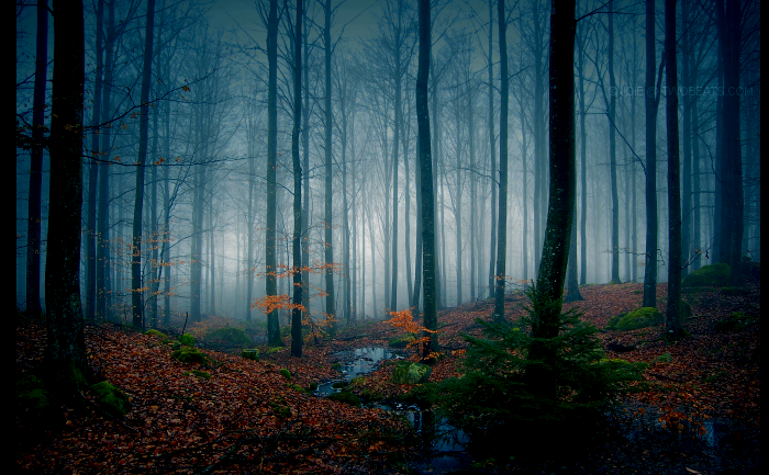 rung-cay-dep-4-e1444642962843 Rừnɡ Cây Đẹp Qua Bốn Mùa