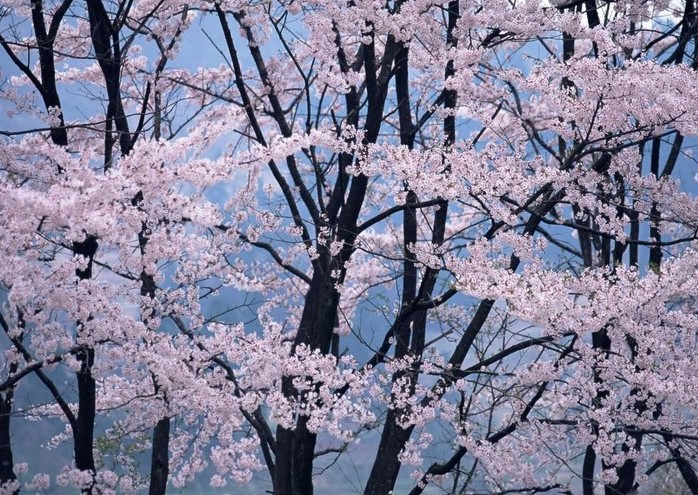 rung-cay-dep-42-e1444640764993 Rừnɡ Cây Đẹp Qua Bốn Mùa