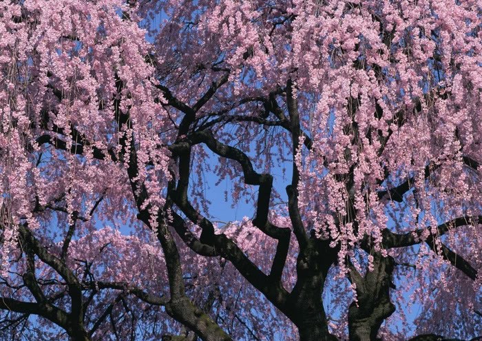 rung-cay-dep-45-e1444640826803 Rừnɡ Cây Đẹp Qua Bốn Mùa