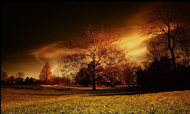 rung-cay-dep-5-e1444472153269 Rừnɡ Cây Đẹp Qua Bốn Mùa