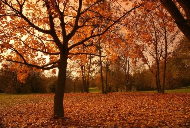 rung-cay-dep-6-e1444471899370 Rừnɡ Cây Đẹp Qua Bốn Mùa