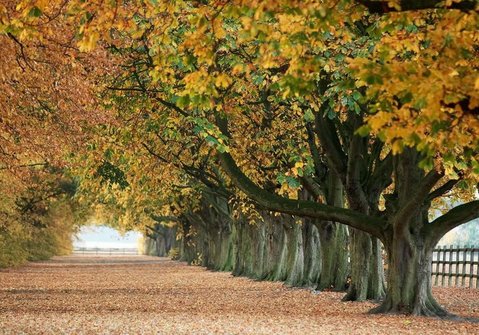 rung-cay-dep-60-e1444641858949 Rừnɡ Cây Đẹp Qua Bốn Mùa