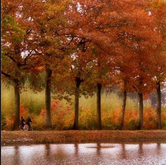 rung-cay-dep1-e1444467279609 Rừnɡ Cây Đẹp Qua Bốn Mùa