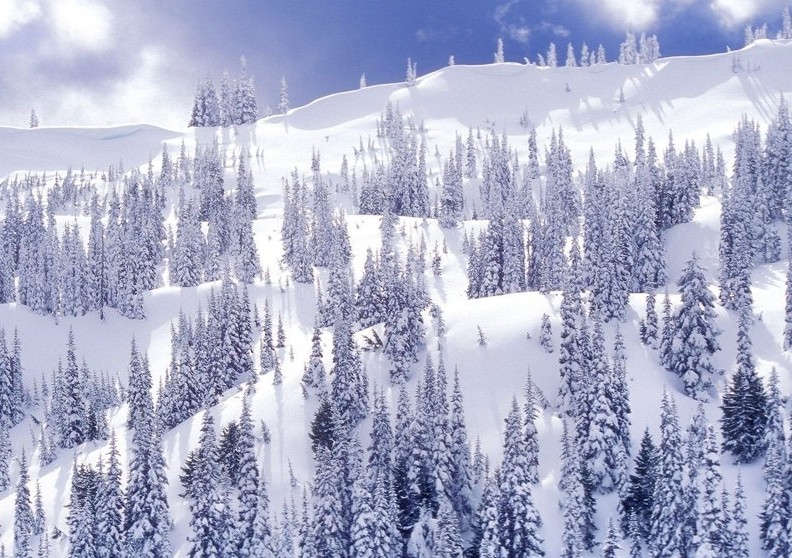 rung-cay-mua-dong-dep-e1444643427486 Rừnɡ Cây Đẹp Qua Bốn Mùa