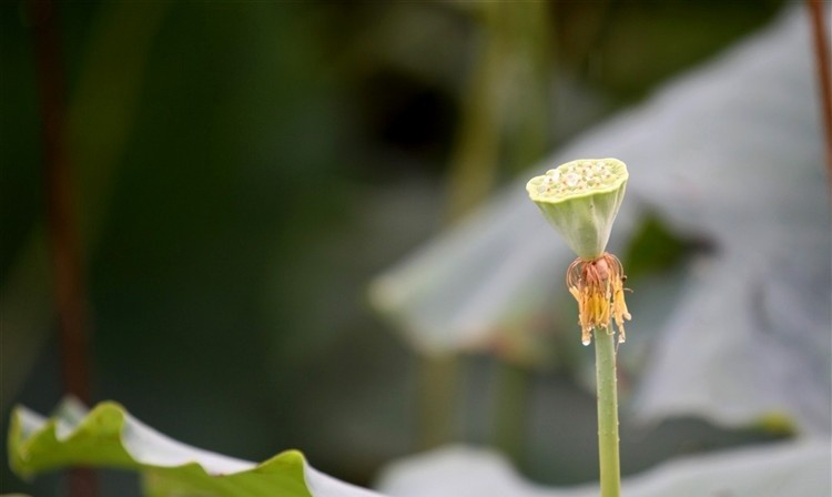 sen-e1458748938819 Hình Ảnh Hoa Sen Đẹp, Quốc Hoa Việt Nam