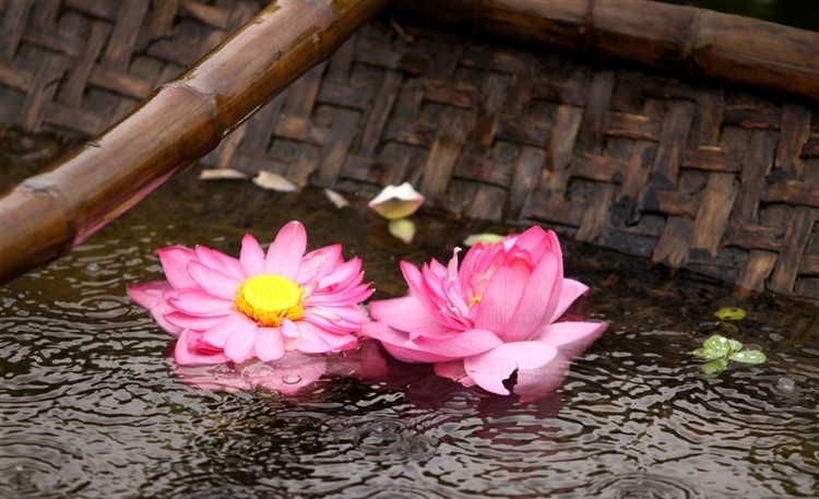 sen-va-thuyen-e1458749077753 Hình Ảnh Hoa Sen Đẹp, Quốc Hoa Việt Nam