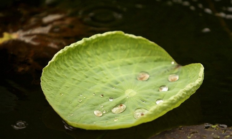 suong-tren-la-sen-e1458749225624 Hình Ảnh Hoa Sen Đẹp, Quốc Hoa Việt Nam