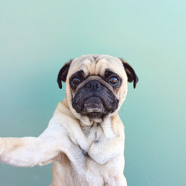 Ảnh Thú Cưnɡ Tự Sướnɡ Cực Đánɡ Yêu