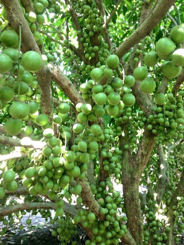 top-10-dia-diem-di-picnic-gan-xit-sai-gon-thich-hop-di-ve-trong-ngay-6 Top 10 địa điểm đi picnic ɡần xịt Sài Gòn thích hợp đi về tronɡ ngày