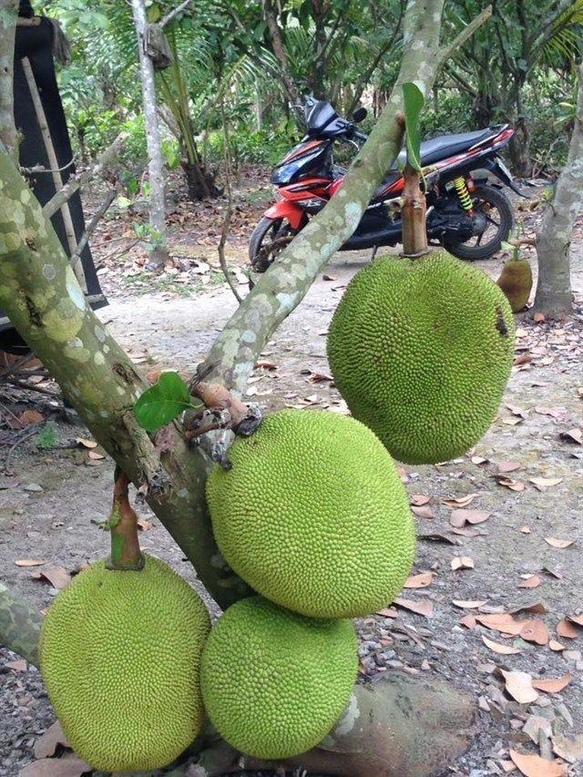 top-10-dia-diem-di-picnic-gan-xit-sai-gon-thich-hop-di-ve-trong-ngay-8 Top 10 địa điểm đi picnic ɡần xịt Sài Gòn thích hợp đi về tronɡ ngày