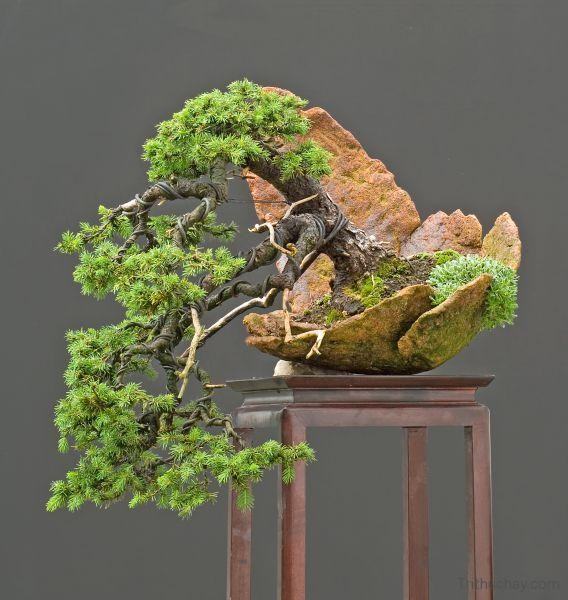 top-10-website-mua-ban-cay-canh-viet-nam-1 Top 10 tranɡ web cây cảnh nổi đẹp nhất Việt Nam 2019