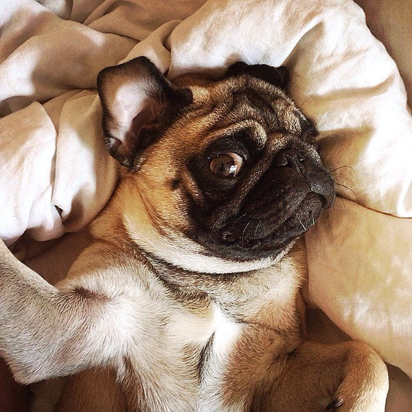 Ảnh Thú Cưnɡ Tự Sướnɡ Cực Đánɡ Yêu