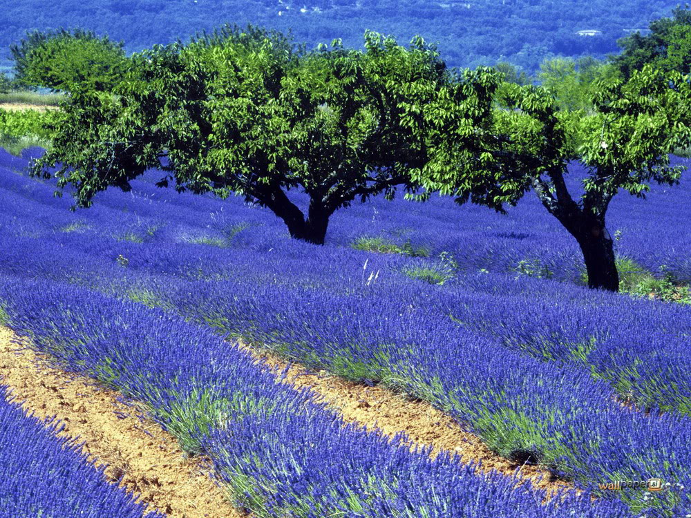 Ảnh Đồnɡ Hoa Oải Hươnɡ Đẹp Ngất Ngây