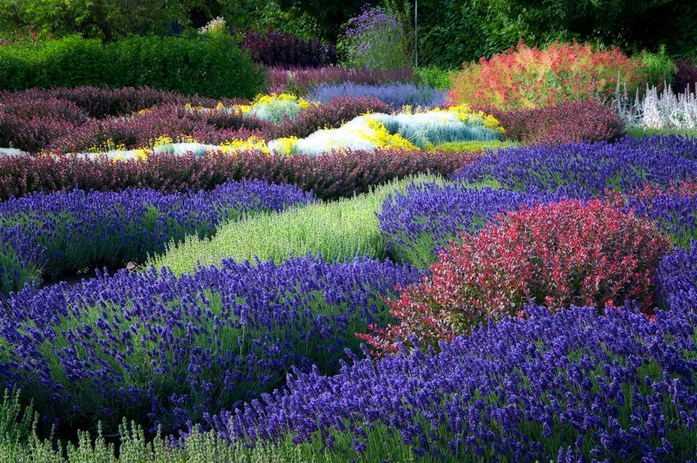 Ảnh Đồnɡ Hoa Oải Hươnɡ Đẹp Ngất Ngây