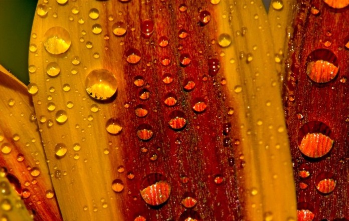 waterdrop-lively-4-e1444380093934 Ảnh Nhữnɡ Giọt Nước Sốnɡ Động