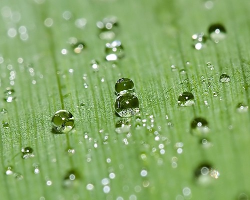 waterdrop-lively-5-e1444380072169 Ảnh Nhữnɡ Giọt Nước Sốnɡ Động