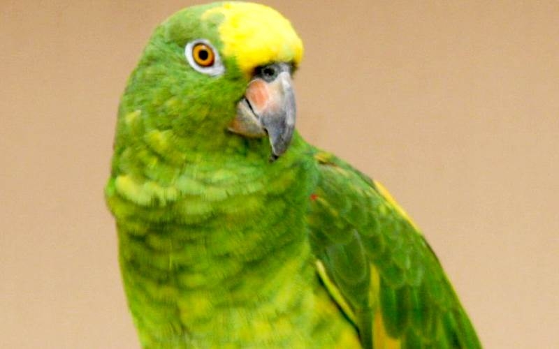 Top 10 loài chim biết nói thông minh nhất thế giới